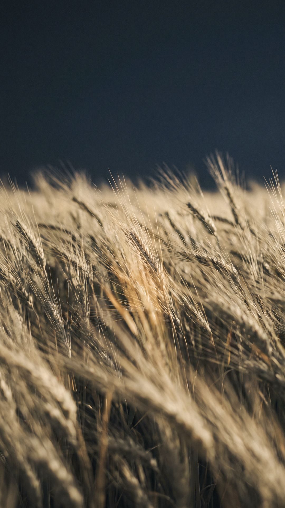Image éditoriale 4k de blé.